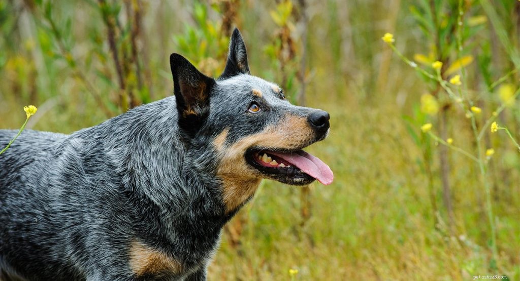 261 nomi Blue Heeler – dalla tendenza al tradizionale e al tema del cane da bestiame