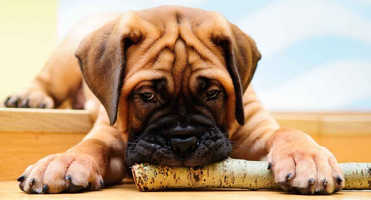 Имена бульмастифов – лучший выбор для вашего идеального щенка