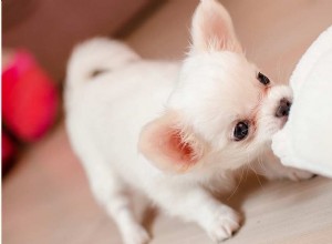 Chihuahua-namn – 300 bedårande Chihuahua-hundnamnsidéer