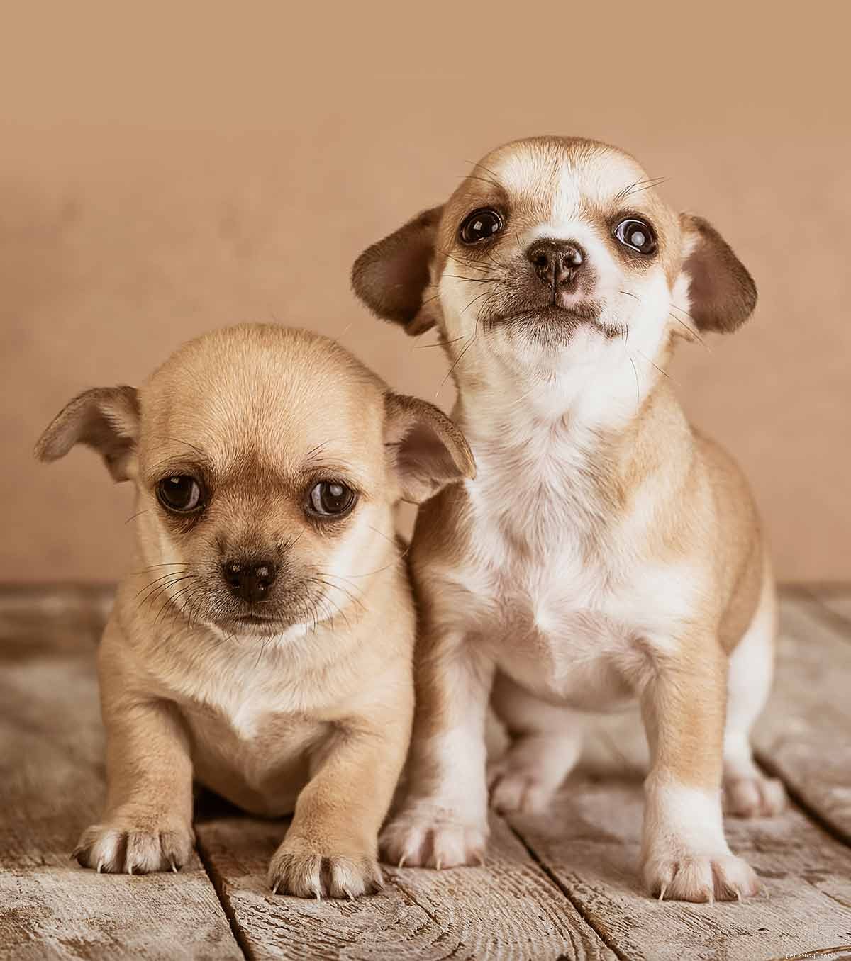 Chihuahua-namn – 300 bedårande Chihuahua-hundnamnsidéer