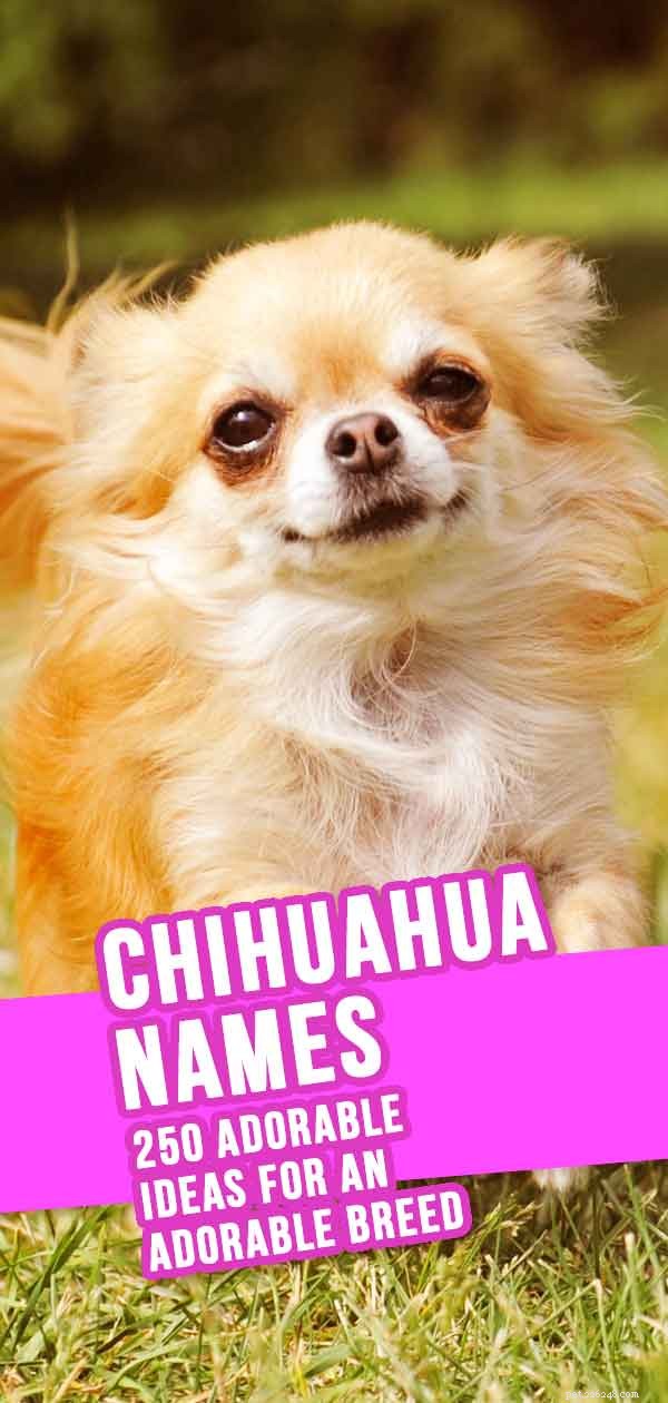 Chihuahua-namen – 300 schattige chihuahua-hondennaamideeën