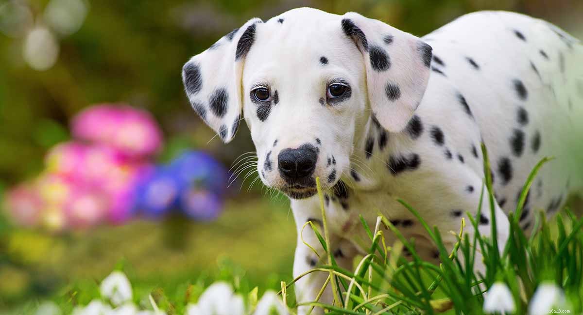 Dalmatische namen – geweldige ideeën voor je vlekkerige beste vriend