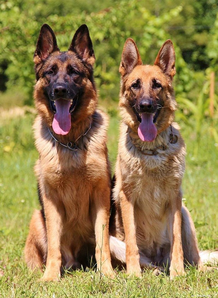 343 nomi di pastori tedeschi – Idee per cani maschi e femmine