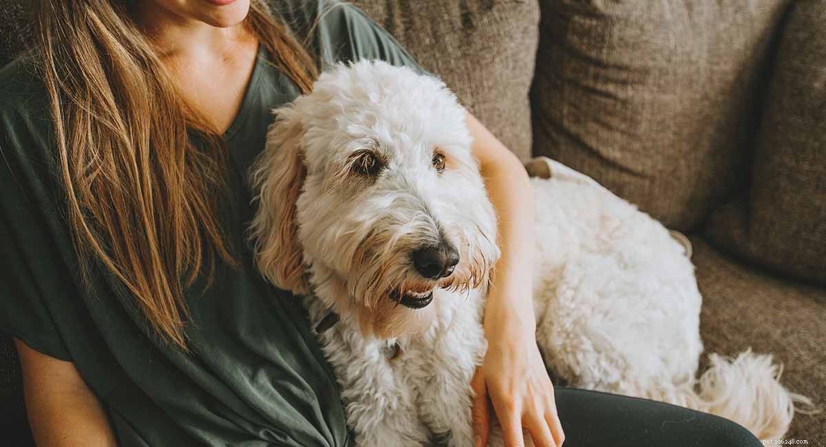 Goldendoodle-namen - De beste Goldendoodle-hondennamen voor schattige pups 