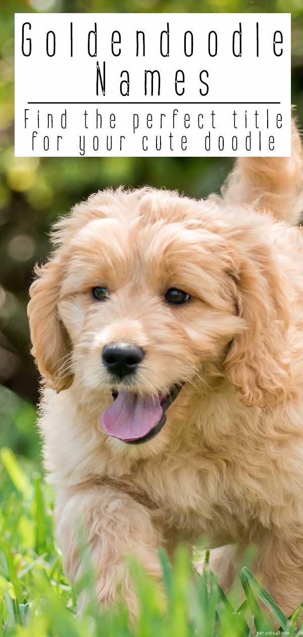Nomes Goldendoodle – Os melhores nomes de cachorro Goldendoodle para filhotes fofos