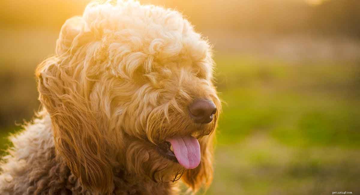Noms Goldendoodle – Les meilleurs noms de chiens Goldendoodle pour des chiots mignons