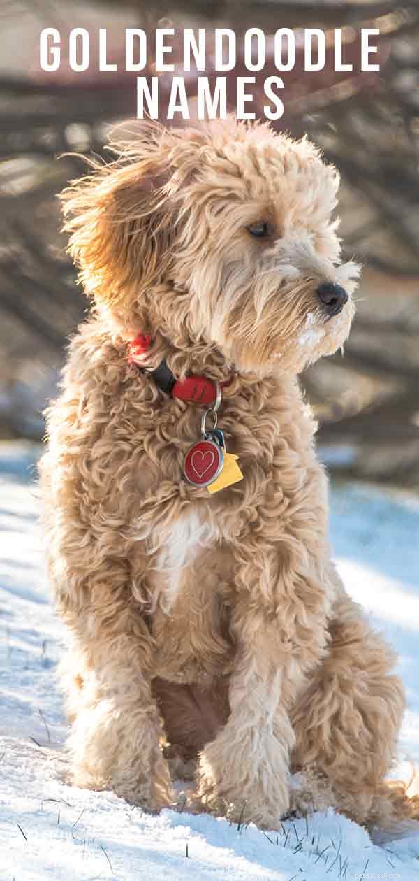 Jména Goldendoodle – Nejlepší psí jména Goldendoodle pro roztomilá štěňata
