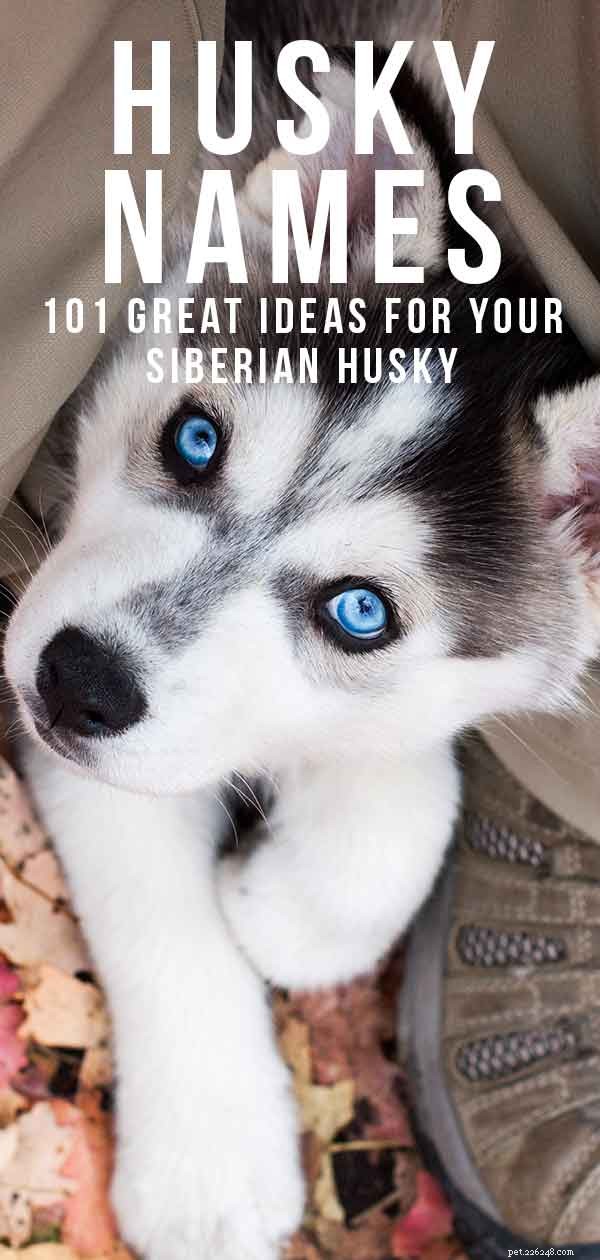 Husky-namn – bra namnidéer för din siberian husky