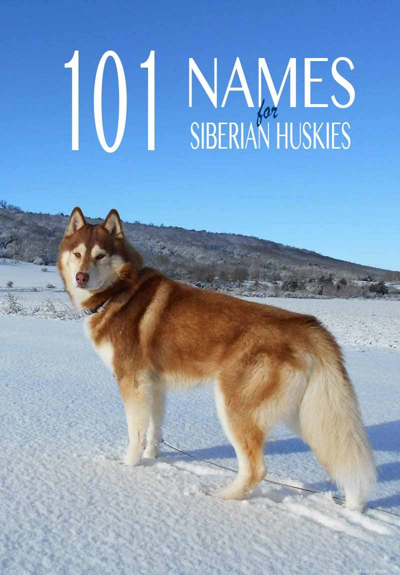Huskynamen – geweldige naamideeën voor uw Siberische husky