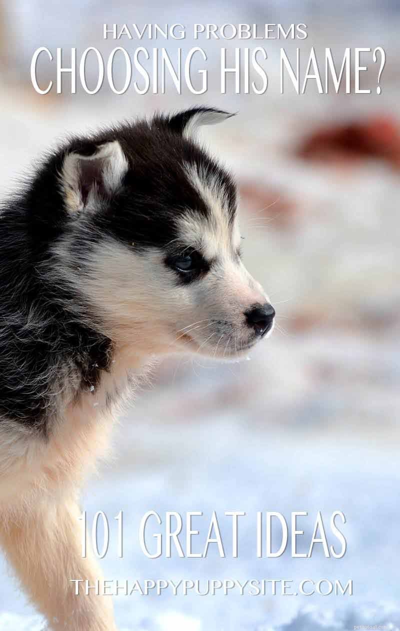 Nomes Husky – Ótimas ideias de nomes para seu Husky Siberiano