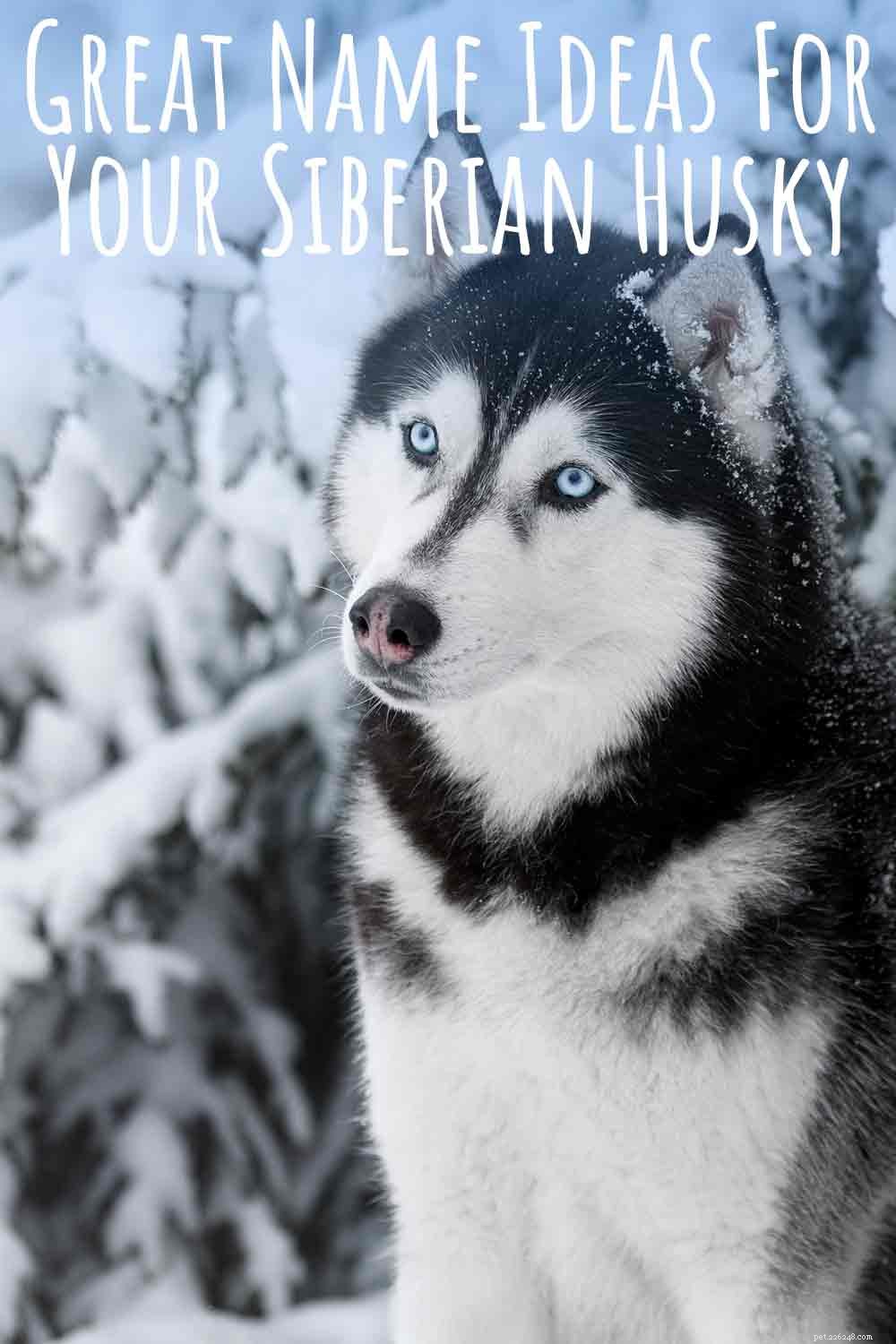 Huskynamen – geweldige naamideeën voor uw Siberische husky