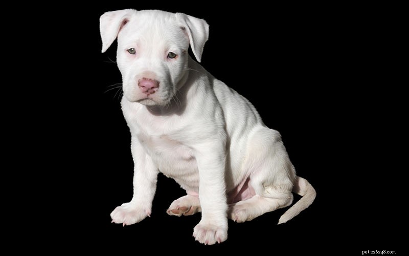 358 klasických až jedinečných jmen Pitbull pro vaše dokonalé štěně