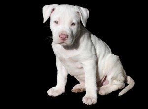 358 klasických až jedinečných jmen Pitbull pro vaše dokonalé štěně