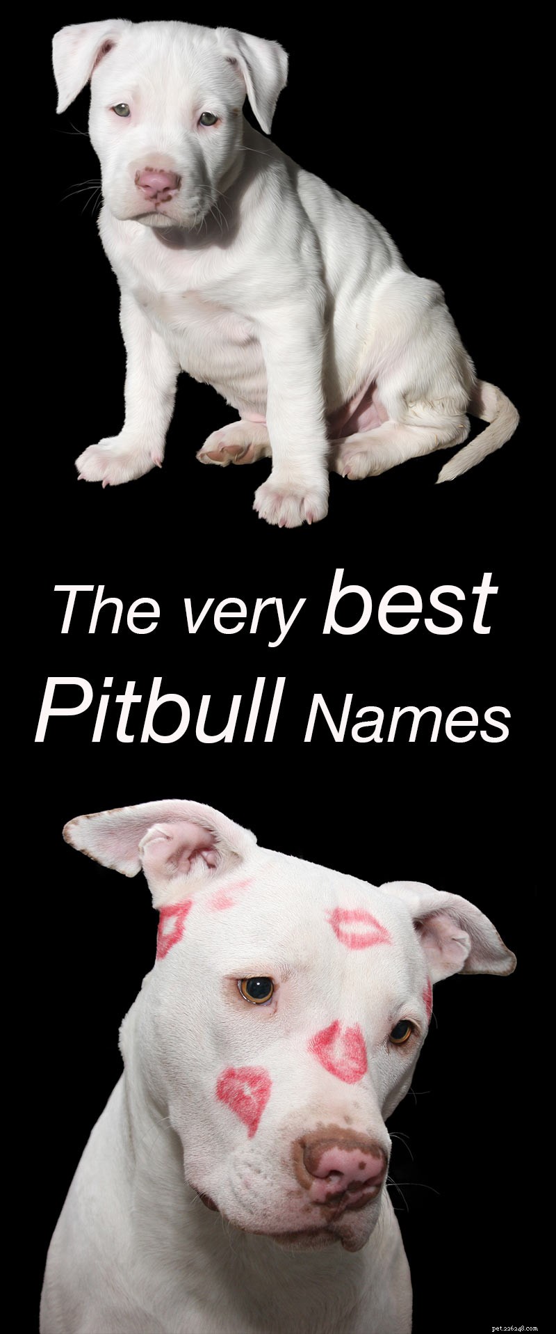 358 noms Pitbull classiques à uniques pour votre chiot parfait