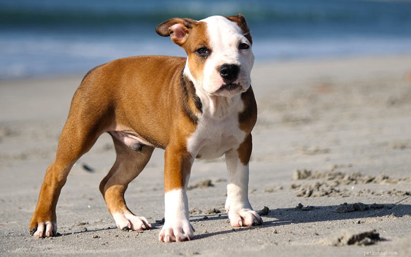 358 nomes de pitbull clássicos a exclusivos para o seu cachorro perfeito