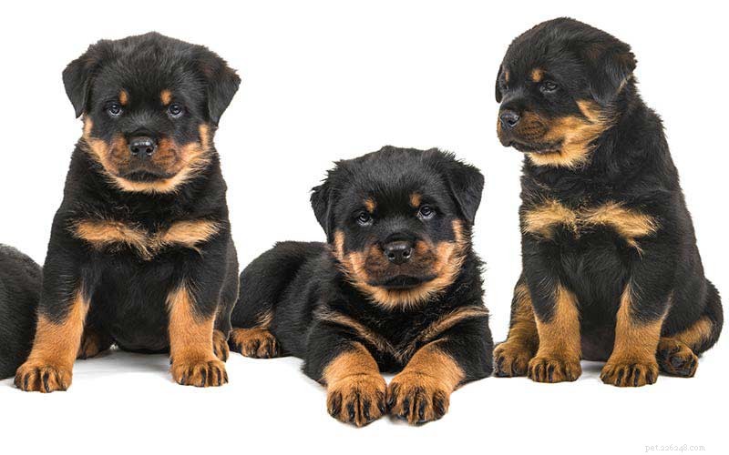 Rottweiler-namen – 100 geweldige ideeën om je Rottie een naam te geven