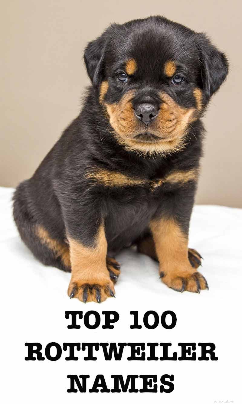 Rottweiler-namen – 100 geweldige ideeën om je Rottie een naam te geven