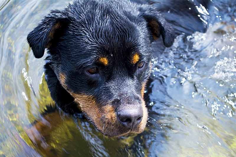 Nomes de Rottweiler – 100 ideias incríveis para nomear seu Rottie