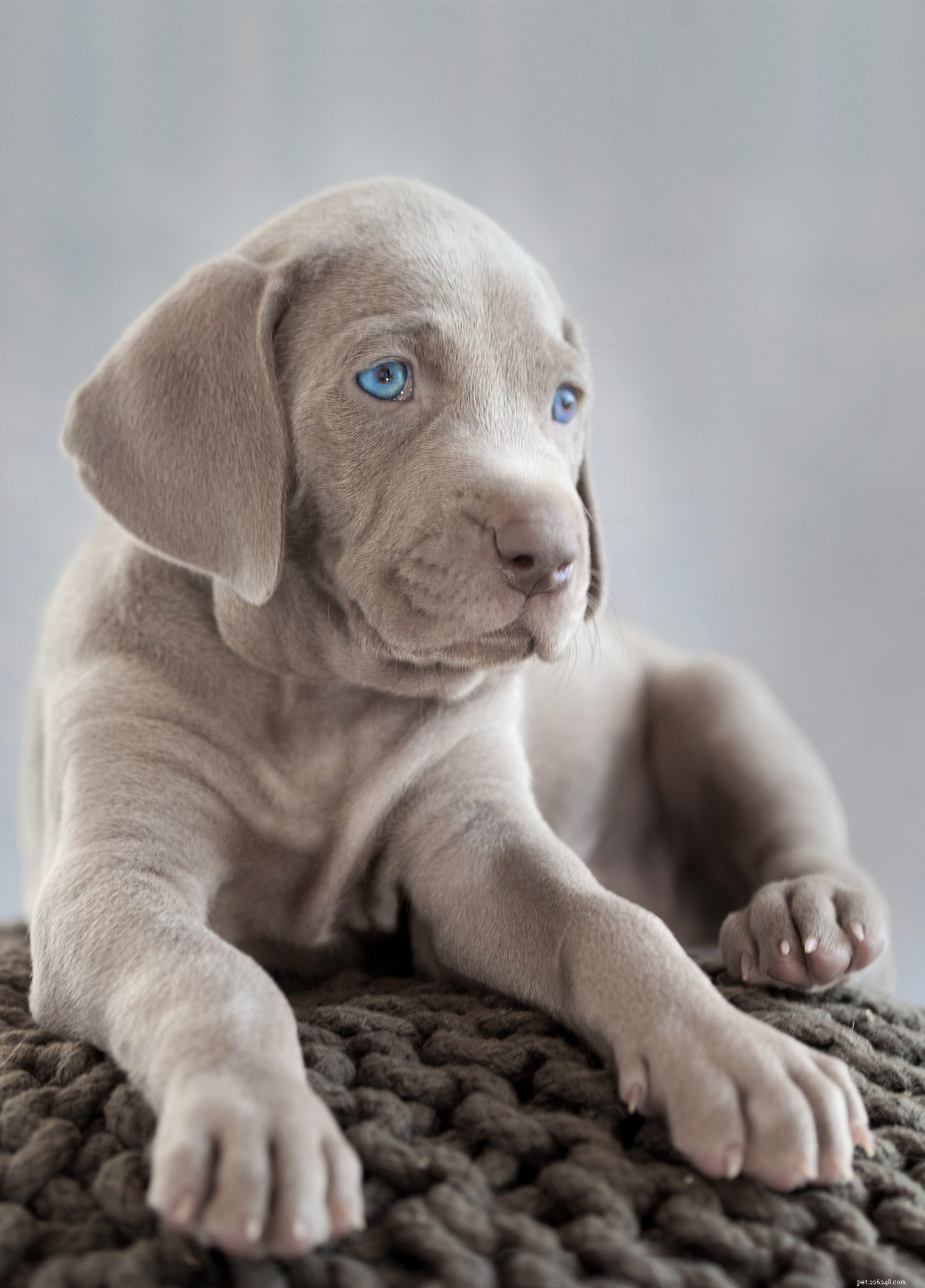 Weimaraner-namen – geweldige ideeën om je zilveren pup een naam te geven