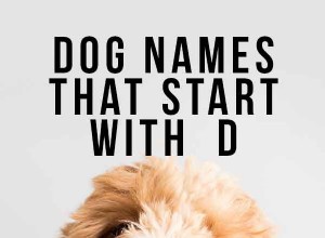 D로 시작하는 개 이름 – 강아지를 위한 멋진 아이디어