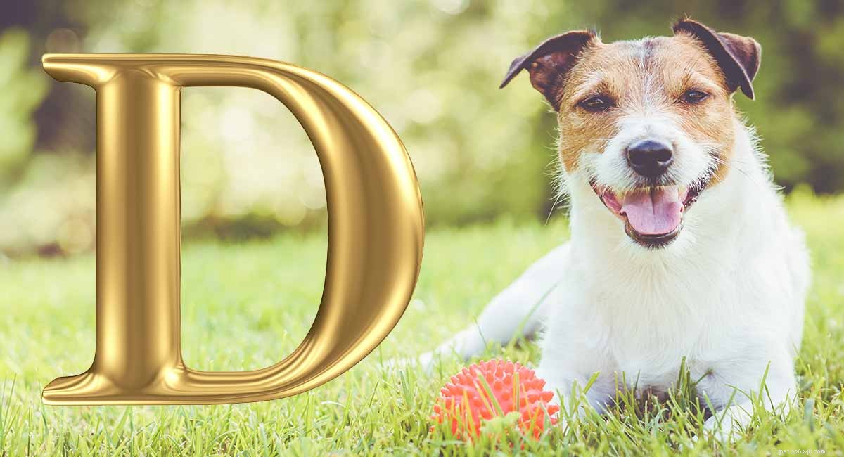 Hundnamn som börjar med D – Fantastiska idéer för din valp
