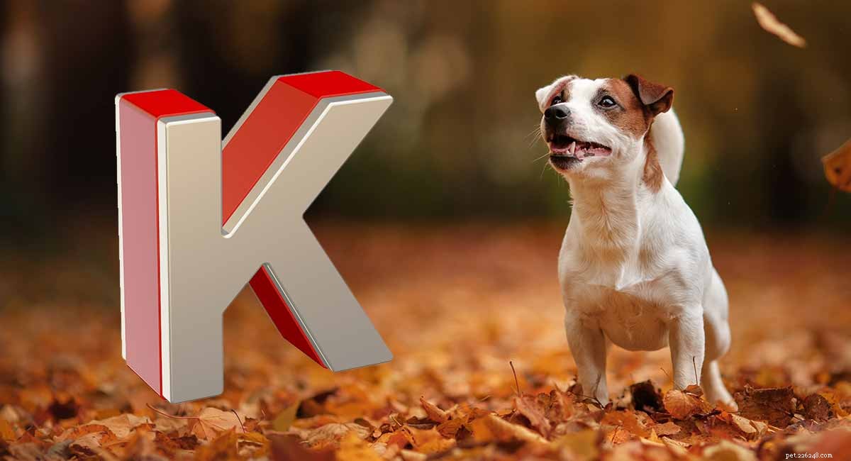 Hondennamen die beginnen met K – geweldige ideeën voor je nieuwe pup