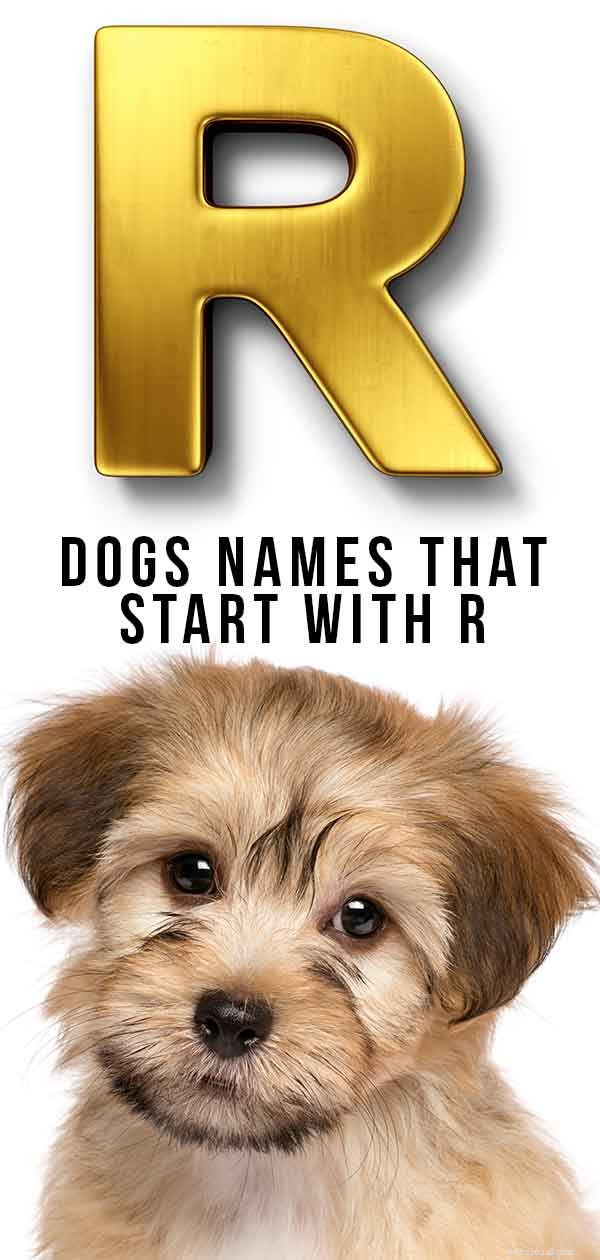 R로 시작하는 개 이름 – 새 개를 위한 영리한 아이디어