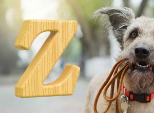 Zで始まる犬の名前–新しい犬の珍しい名前 