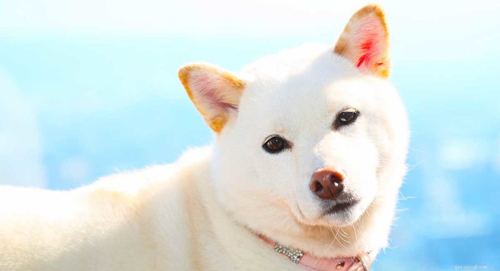 Jména bílých psů – úžasné nápady na jména pro vaše nové bílé štěně