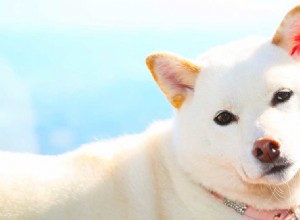 Nomi di cani bianchi:idee fantastiche per i nomi del tuo nuovo cucciolo bianco