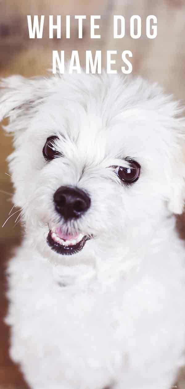 Witte hondennamen – geweldige naamideeën voor uw nieuwe witte puppy