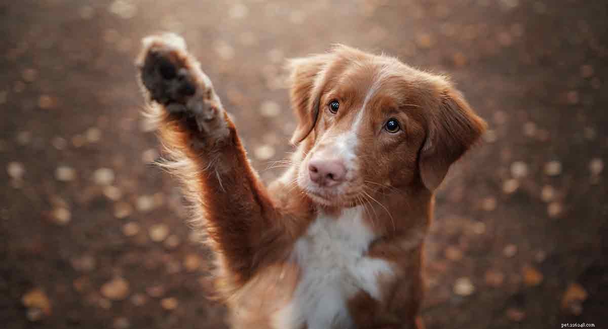 Имена рыжих собак — лучшие мужские и женские имена для вашей рыжей собаки
