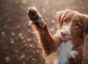 Röda hundnamn – de bästa han- och tiknamnen för din Ginger Dog