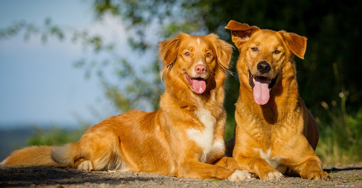 Jména červených psů – Nejlepší mužská a ženská jména pro vašeho Ginger Dog