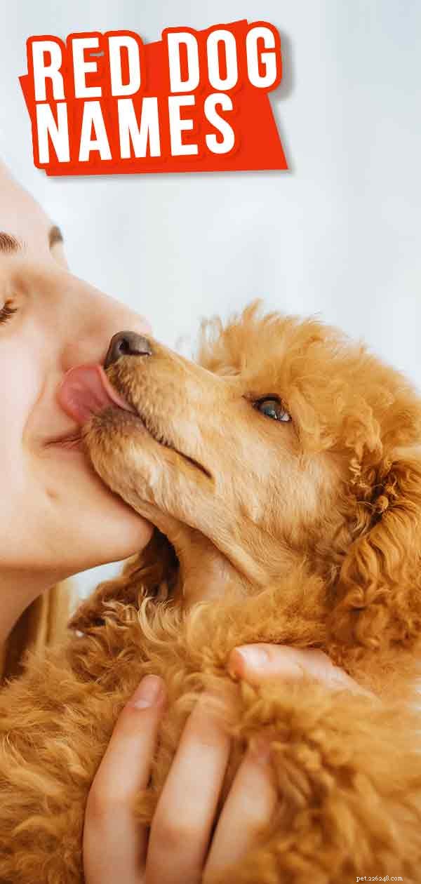 Jména červených psů – Nejlepší mužská a ženská jména pro vašeho Ginger Dog