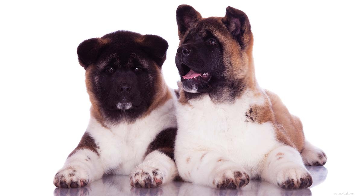 Centro de informações sobre a raça de cães Akita – Um guia completo para o Akita