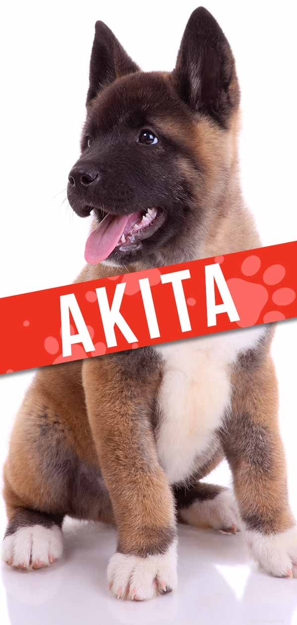 Centro informazioni sulla razza di cani Akita – Una guida completa all Akita