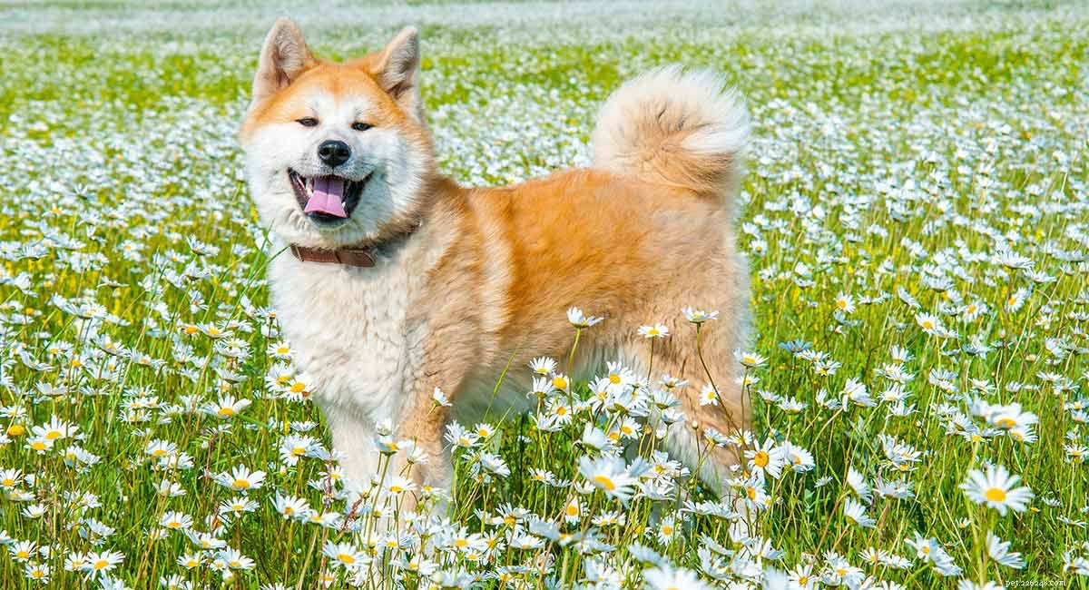 Centre d information sur la race de chiens Akita - Un guide complet sur l Akita