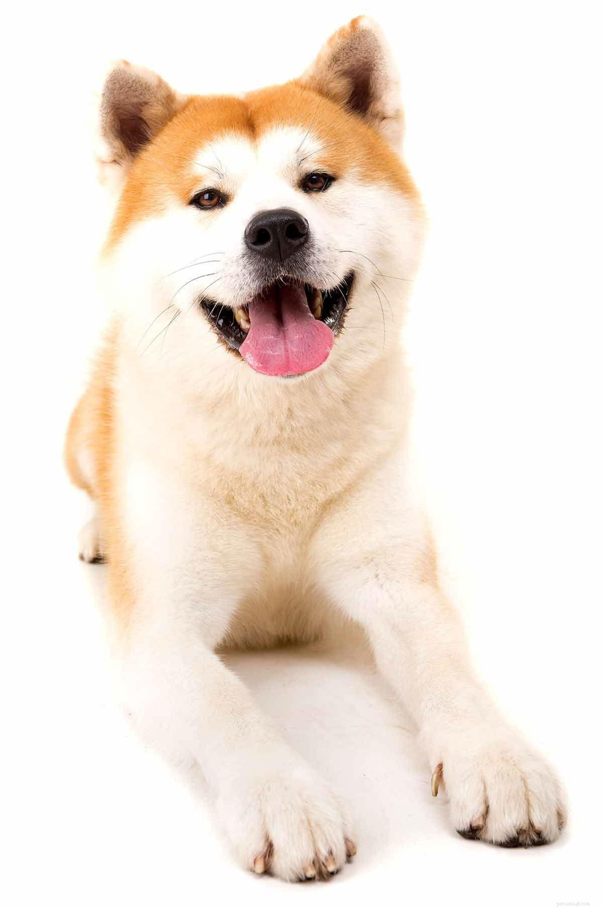 Centre d information sur la race de chiens Akita - Un guide complet sur l Akita