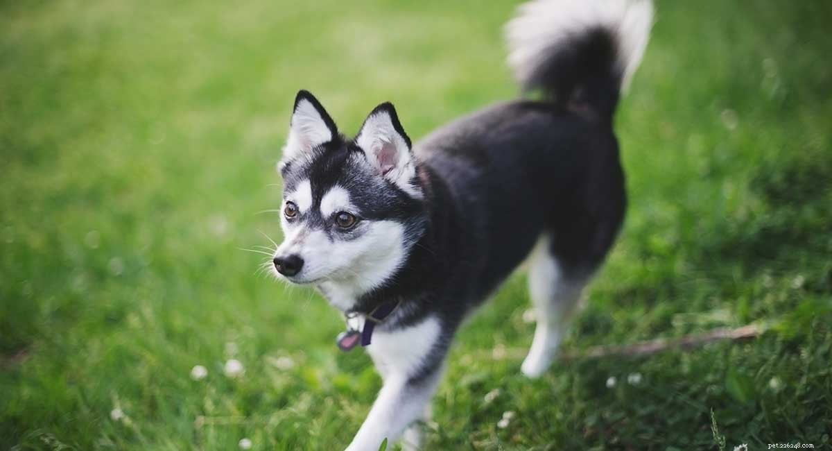 Alaskan Klee Kai:il cane Spitz con l aspetto da husky