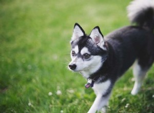 アラスカンクリーカイ：ハスキーな表情のスピッツ犬 