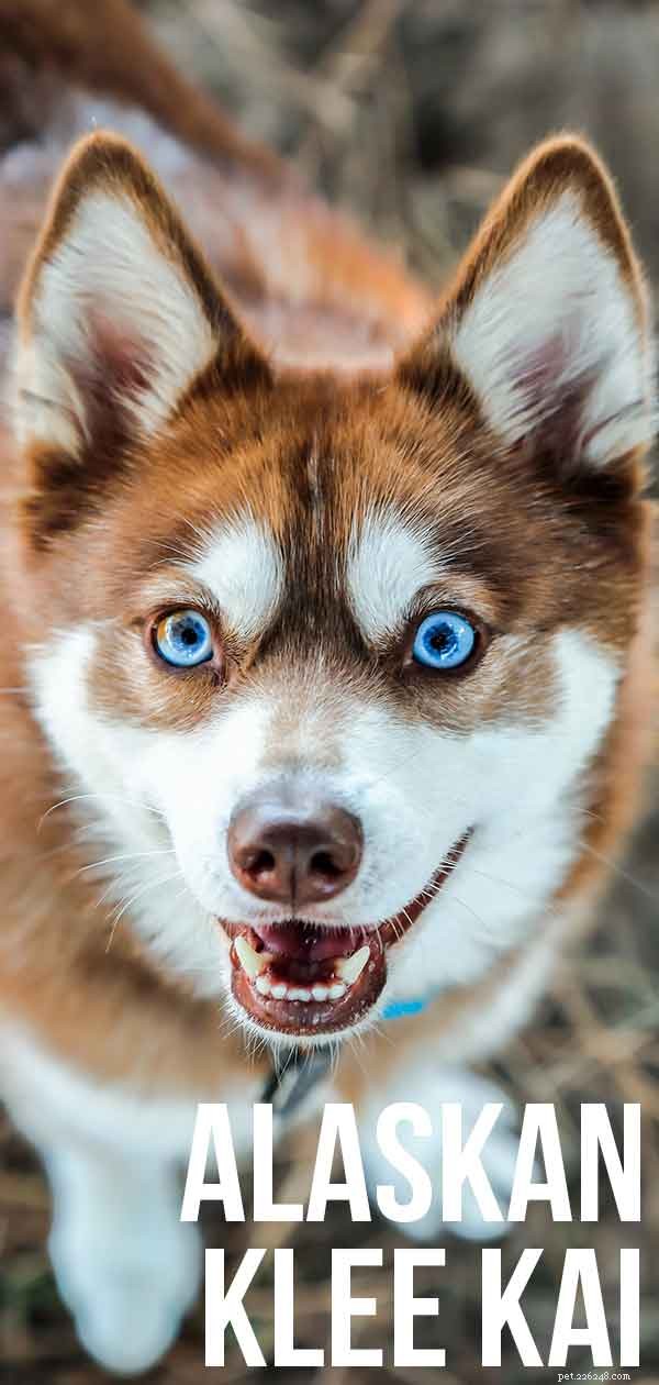 アラスカンクリーカイ：ハスキーな表情のスピッツ犬 