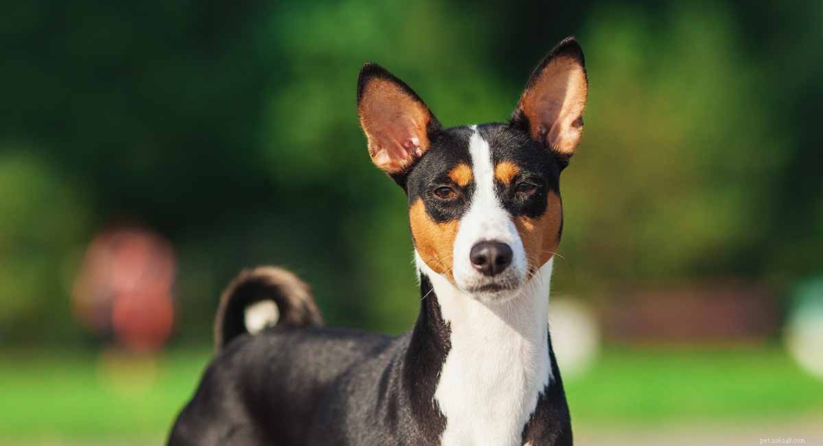 Информационный центр породы собак басенджи – уникальная и древняя порода собак