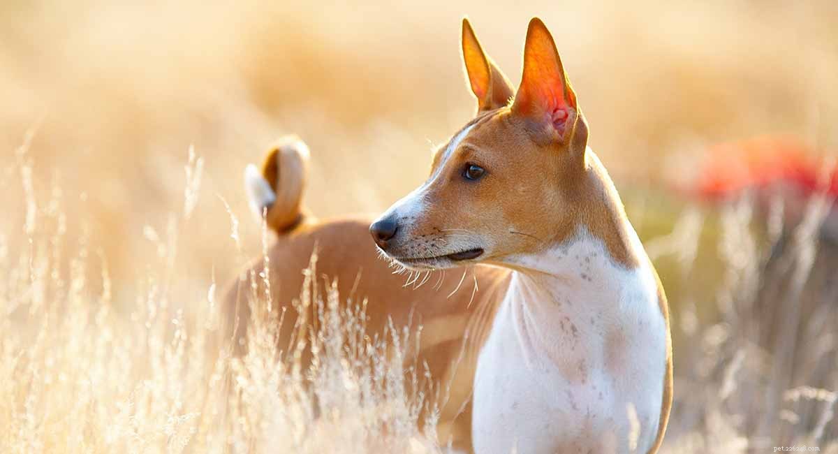 Informační centrum pro plemeno psů basenji – jedinečné a starobylé plemeno psů