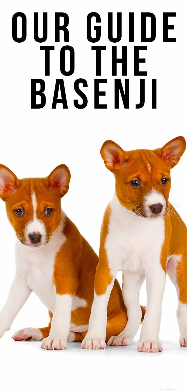 Centro de informações sobre raças de cães Basenji – uma raça de cães única e antiga