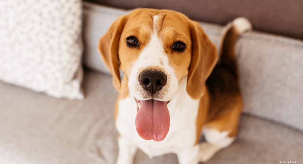 Van puppy tot volwassen beagle