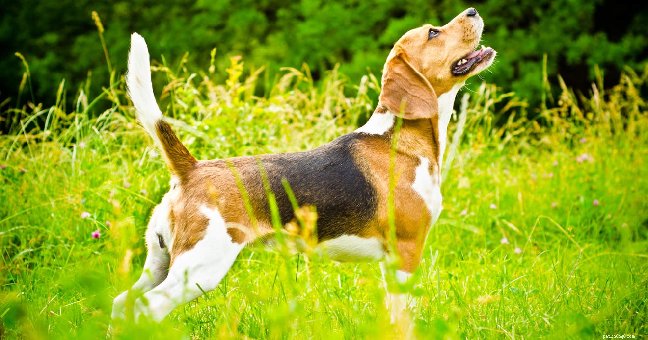 Från valp till fullvuxen beagle