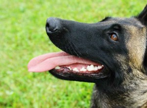 Belgian Malinois – Grande cão de guarda ou animal de estimação perfeito?