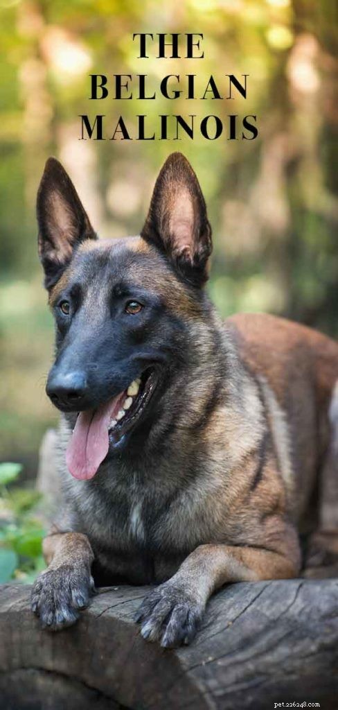 Belgian Malinois – Grande cão de guarda ou animal de estimação perfeito?