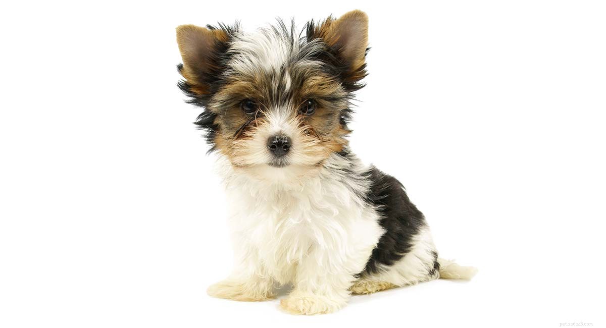 Biewer Terrier – La tua guida completa a un adorabile razza rara
